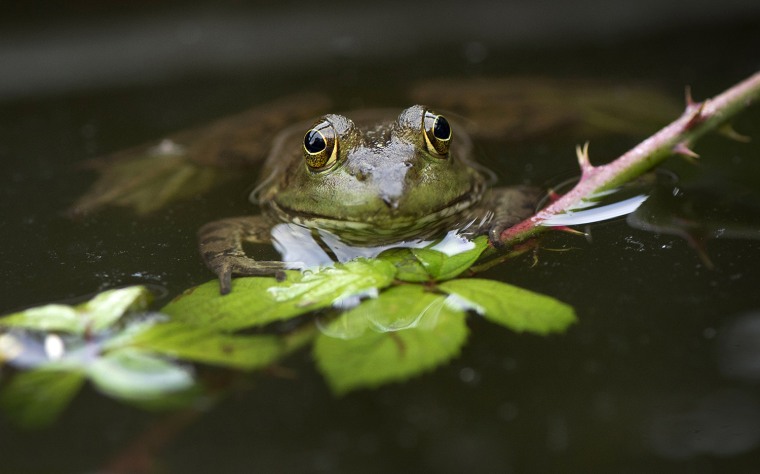 Image: Bullfrog