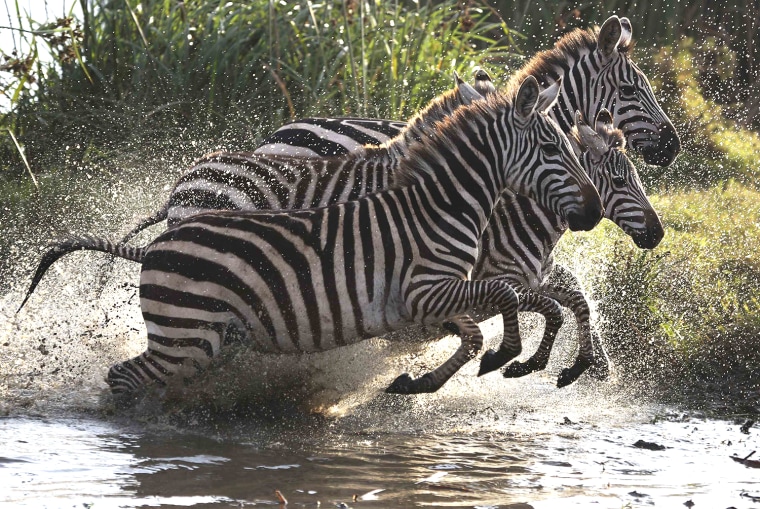 Image: Zebras leap after drinking from a water source in Nairobi national park