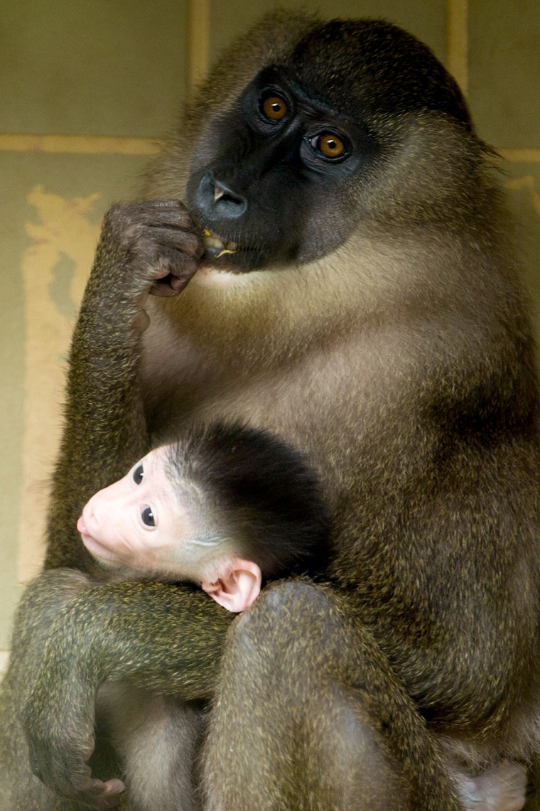 Image: Drill baby at Hanover Zoo