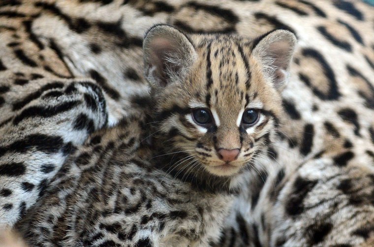 Image: Young ocelot presented at Berlin zoo
