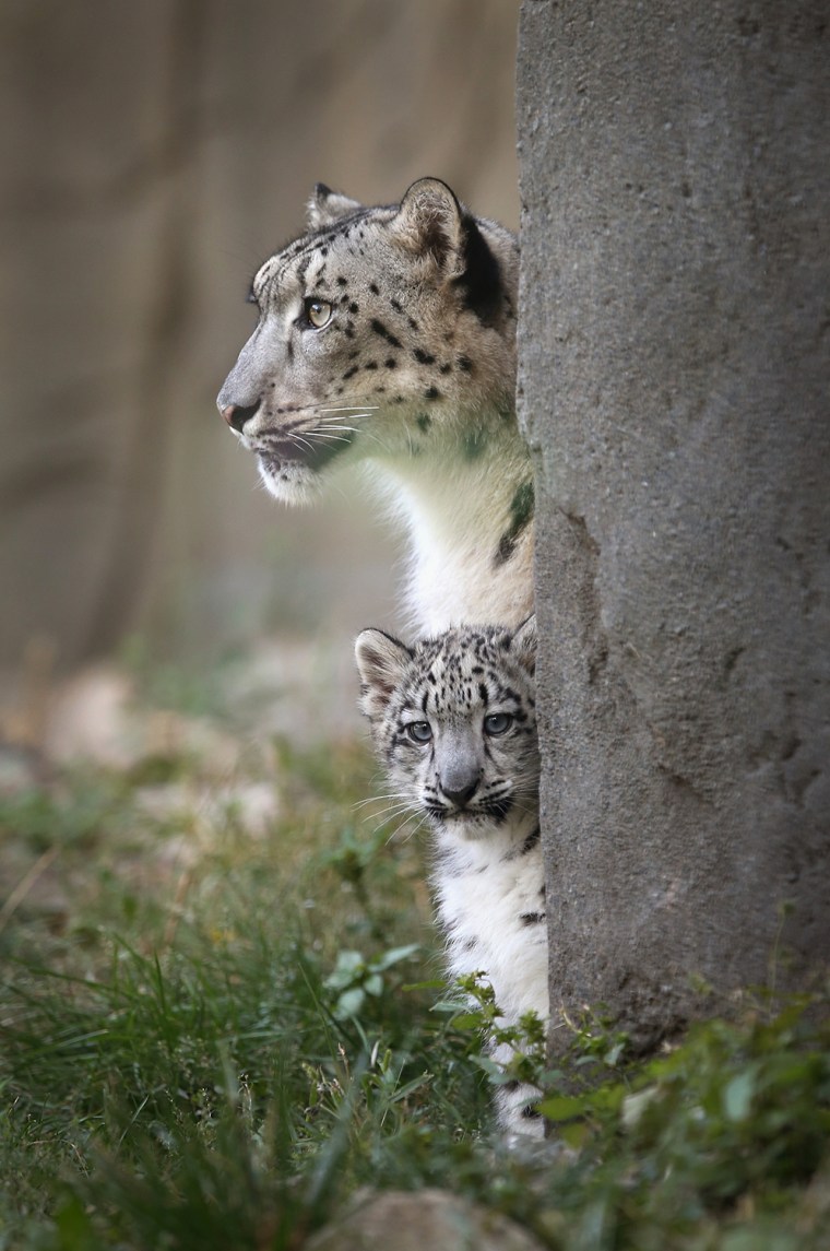 Image: Brookfield Zoo Introduces 3-Month Old Snow Leopard Cub To Public