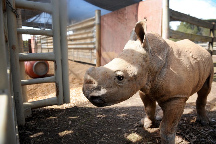 Image: World Rhino Day