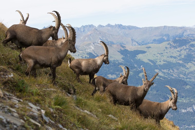 Image: Capricorns in Switzerland