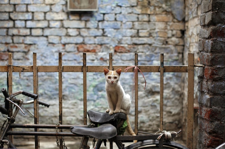 Image: Stray cat sits perched on a bicycle parked in an alley in the old quarters of Delhi