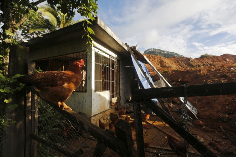 Image: A rooster perches on a fence next to a destroyed house in the village of La Pintada