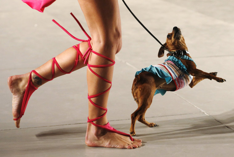 Image: A model walks with a dog presenting a creation by designers Reichardt and Schiavo during the so-called \"2013 Spring-Summer Caribbean Colour Paws\" show in Buenos Aires