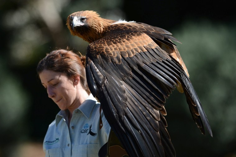 Image:  Wedge-Tailed Eagle