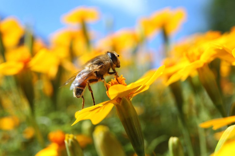 Image: Bee on flowers