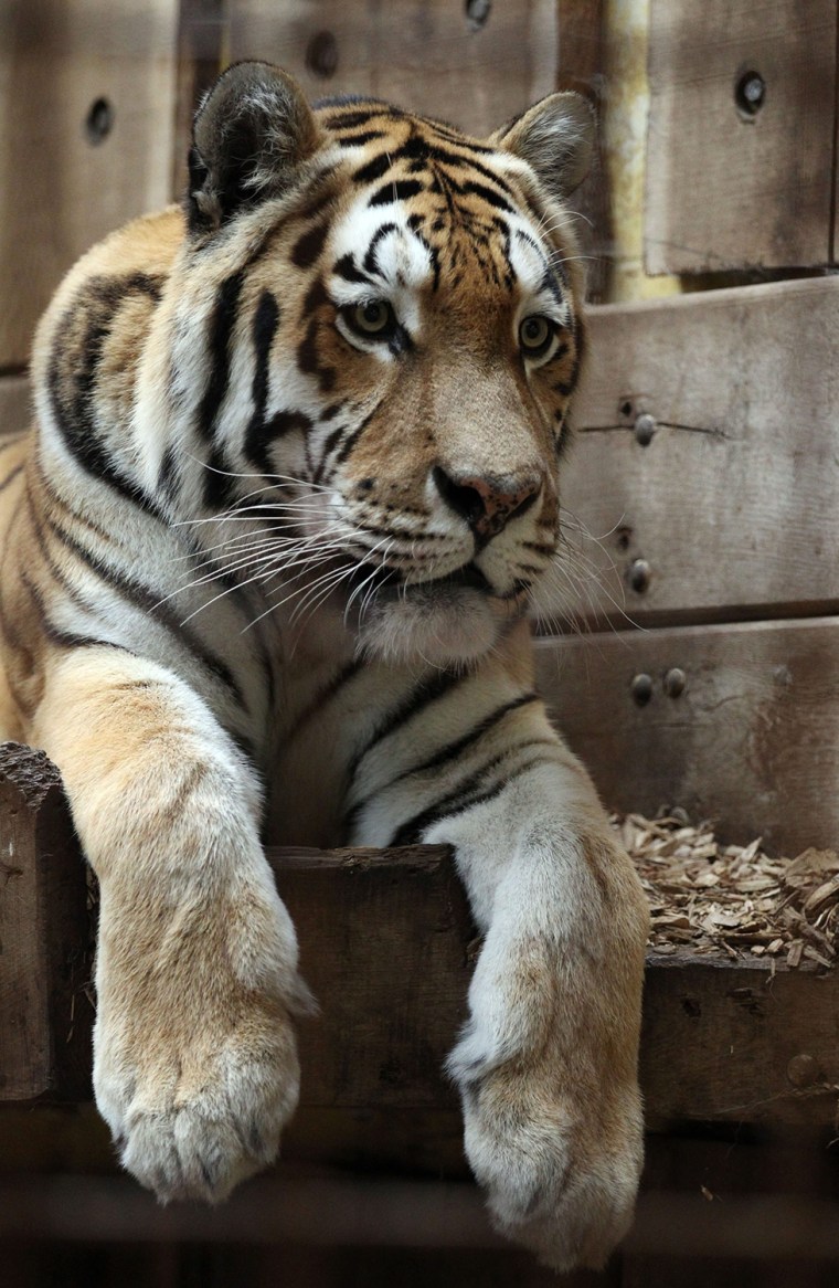 Image: Tiger kills zookeeper in Muenster