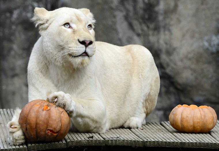 Image: White Lions at the Ouwehands Dierenpark in Rhenen
