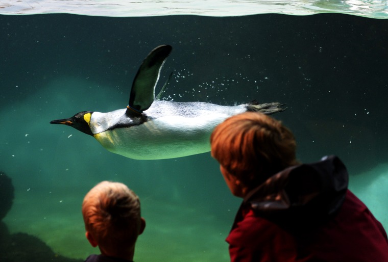 Image: King Penguins in the Zurich Zoo