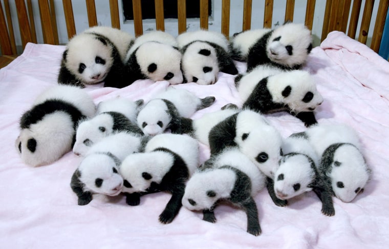 Image: Giant panda cubs lie in a crib at Chengdu Research Base of Giant Panda Breeding in Chengdu
