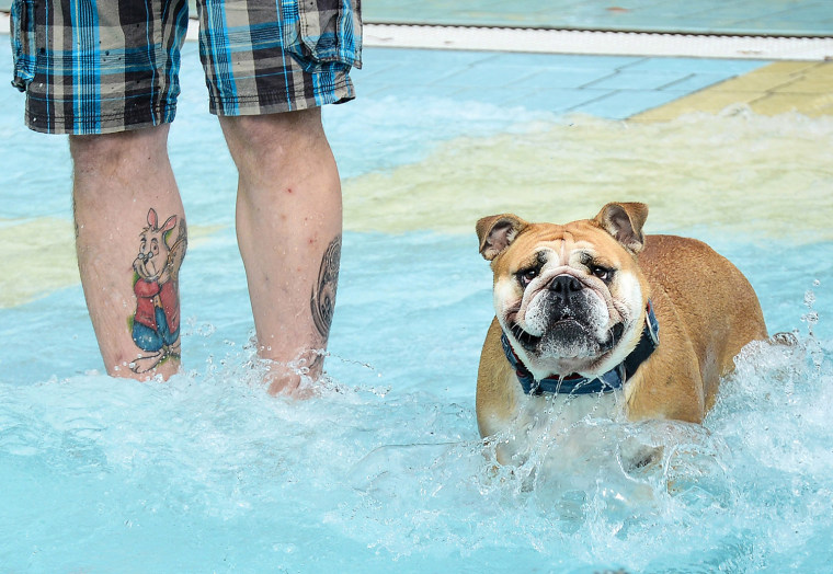 Image: Dog Bathing Day at outdoor swimming pools