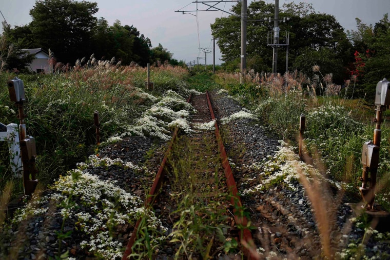 Image: Wild flowers and other vegetation grow over train line in the evacuated town of Namie in Fukushima prefecture