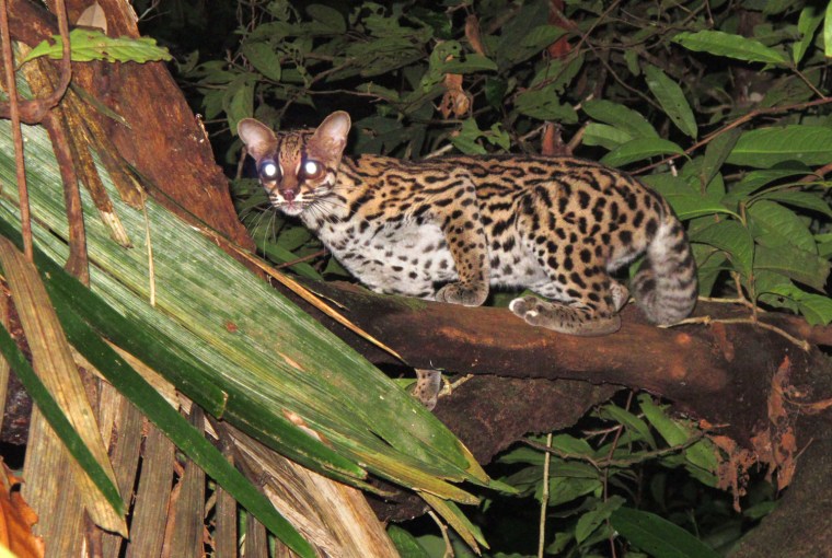 Margay!  We spotted this guy right before dawn about a mile from camp and were able to hold him to his perch, only four meters away, for two or three minutes.  First one I'd ever seen.