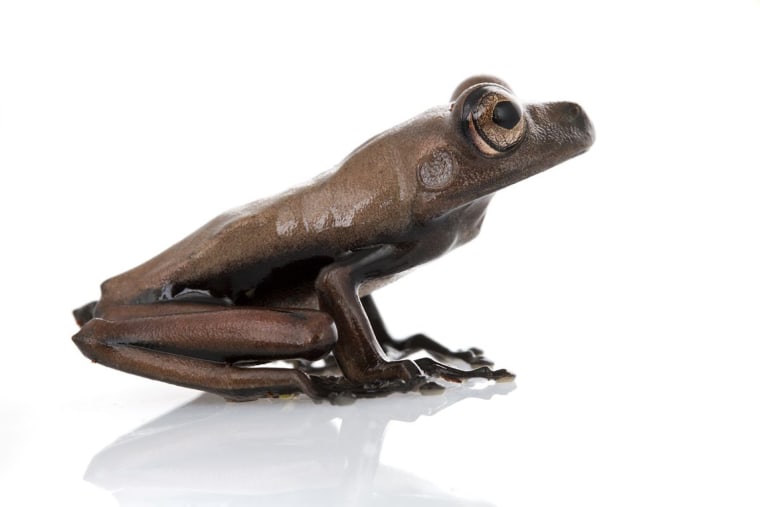 NEW SPECIES: The \"cocoa\" tree frog (Hypsiboas sp.), like other amphibians, 
has semi-permeable skin that makes it highly sensitive to changes in the environment, 
especially climate and water. With over 100 species of frogs likely gone extinct over just the last three decades,
the discovery of frog species new to science is especially heartening.This \"cocoa\" tree frog may be new to science.