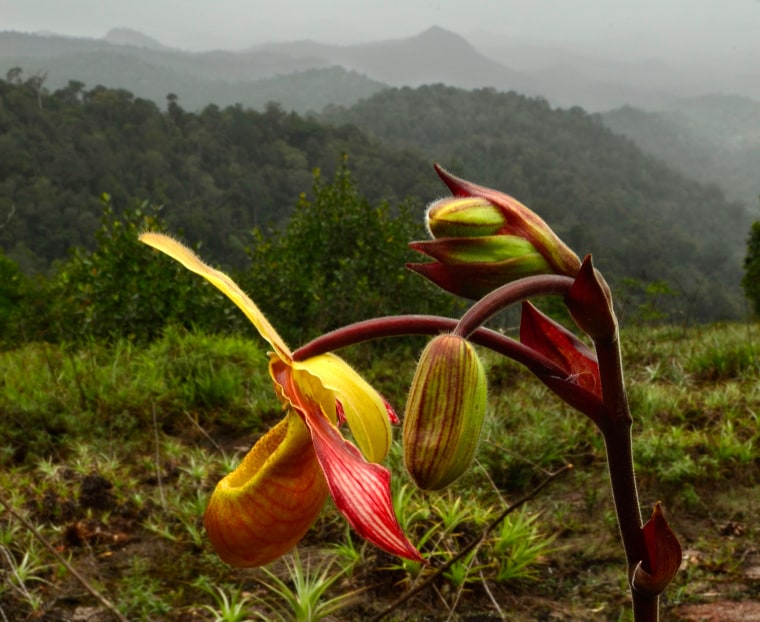This orchid, (Phragmipedium lindleyanum), found on top of the Grensgebergte mountain is rare in Suriname.