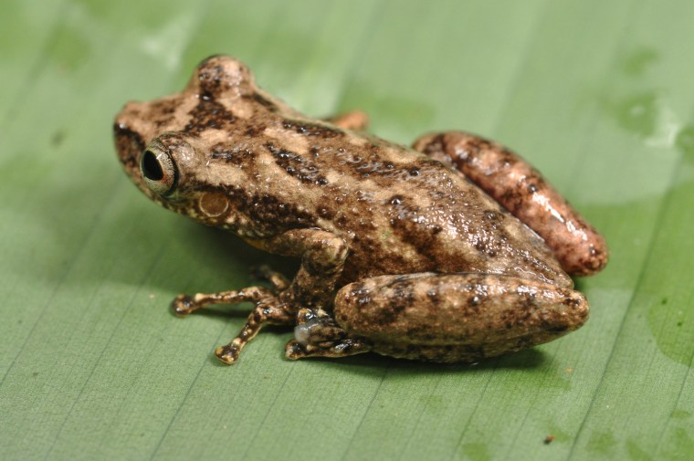 New species: snouted tree frog (Scinax sp.) one of six new species of frogs scientists found during the expedition.