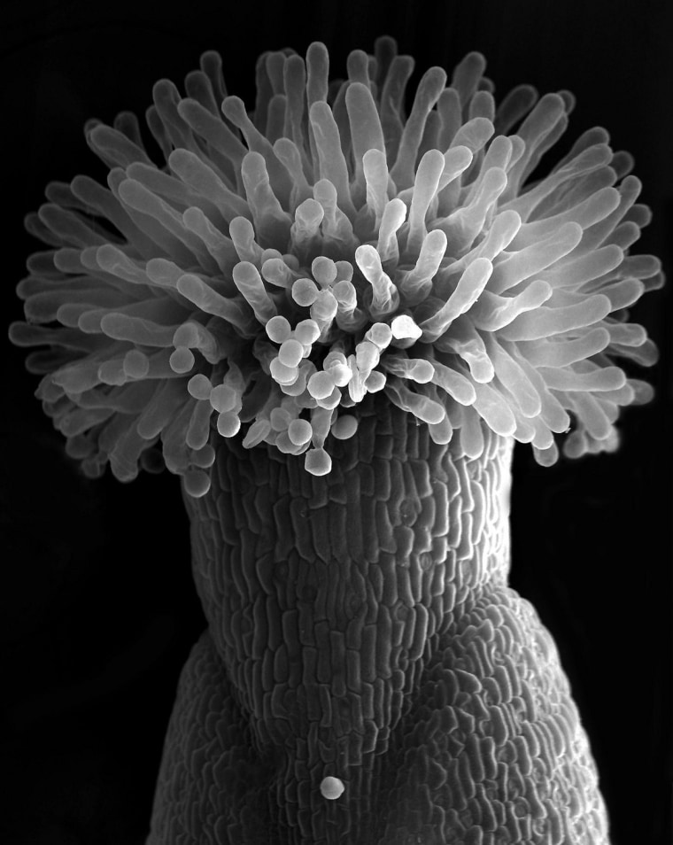 HairStyle
A SEM image of the upper part of the style and stigma from an Arabidopsis flower.

&lt;i&gt;Courtesy of Guichuan Hou&lt;/i&gt;