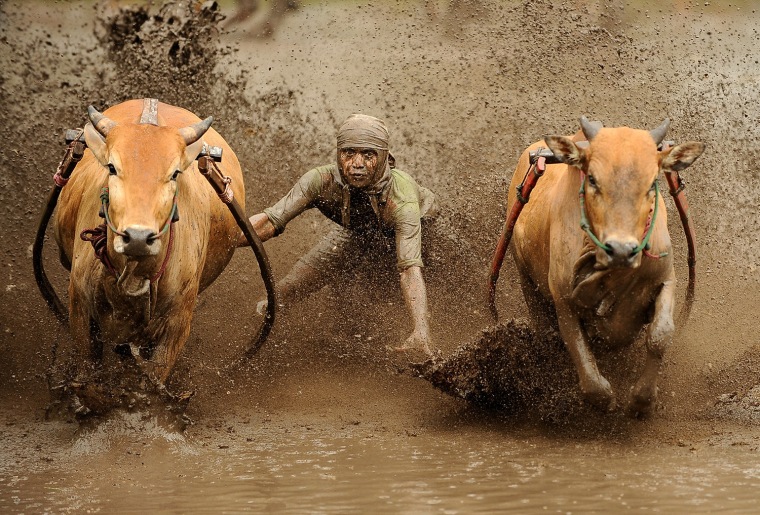Image: Indonesian's Take Part In Traditional Cow Race