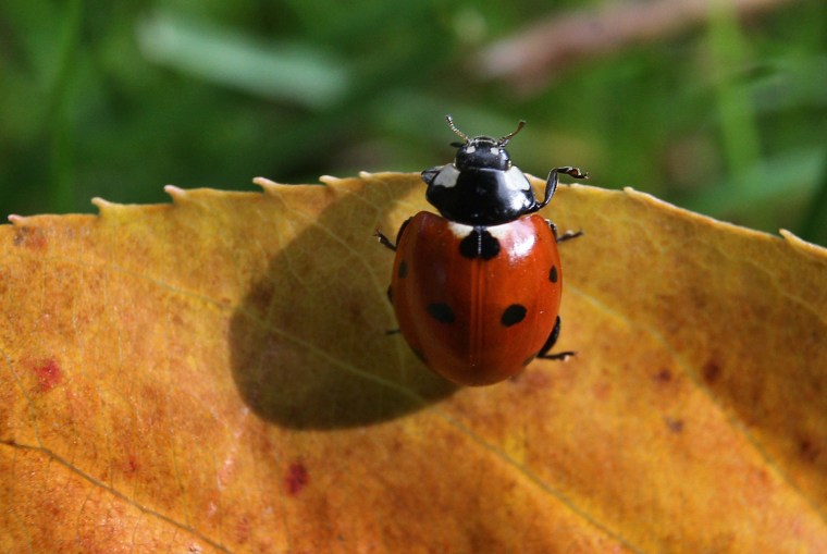 Image: Ladybug in Autumn
