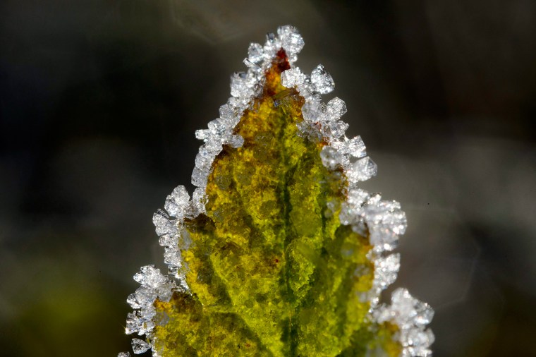 Image: Hoarfrost on the leaves of a plant