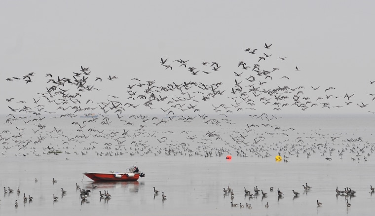 Image: BESTPIX  Brent Geese Gather At Two Tree Island