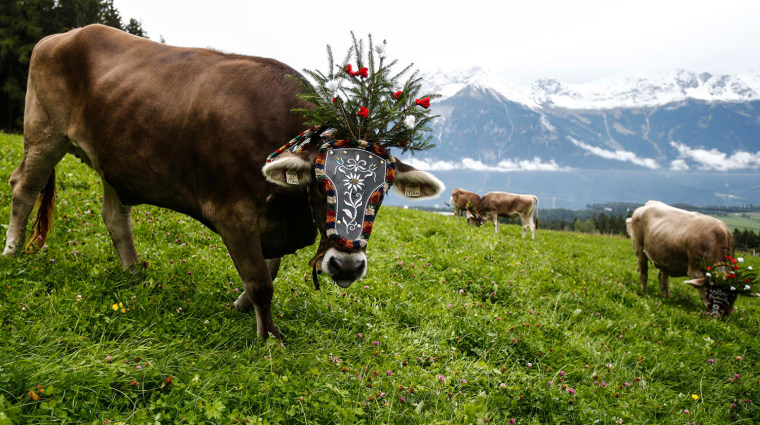 Image: Decorated cows stand on grassland in Mutters