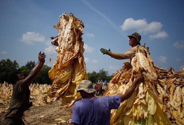 Image: ***BESTPIX*** Tobacco Harvesting Underway In Kentucky