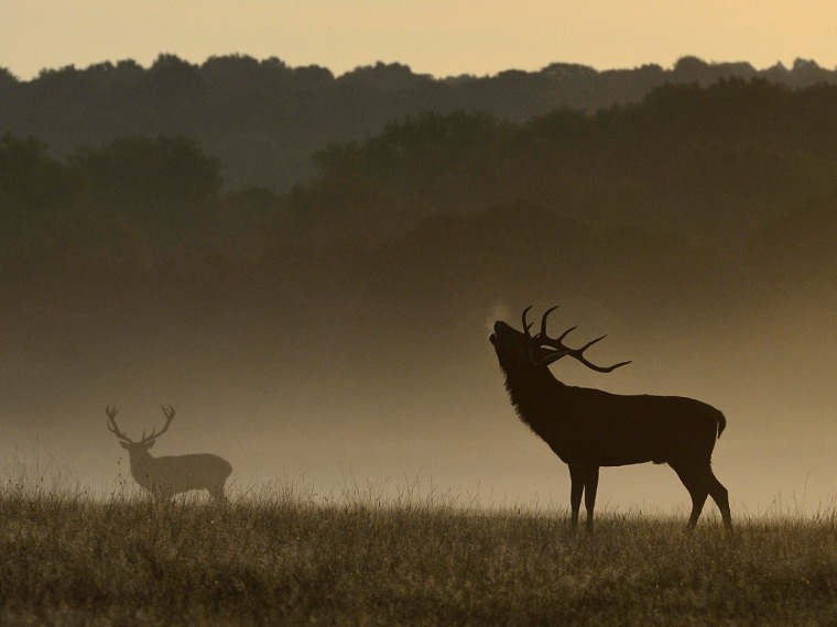 Image: A stag deer barks during an early, autumn, misty morning in Richmond Park, south west London