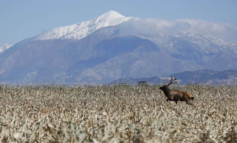 Image: A bull elk makes its way through the field as corn is harvested at the Kenison Farms in Levan