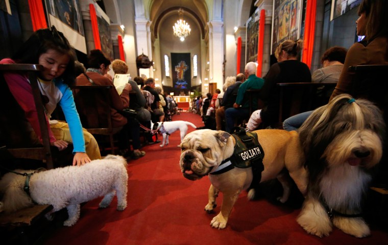 Image: Owners and their pets attend a mass at the Saint Pierre D'Arene church to honour the feast of Saint Francis of Assisi in Nice