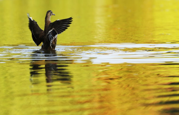 Image: A duck flaps it wings in autumn sunshine in Sheffield Park Gardens near Haywards Heath in Southern England