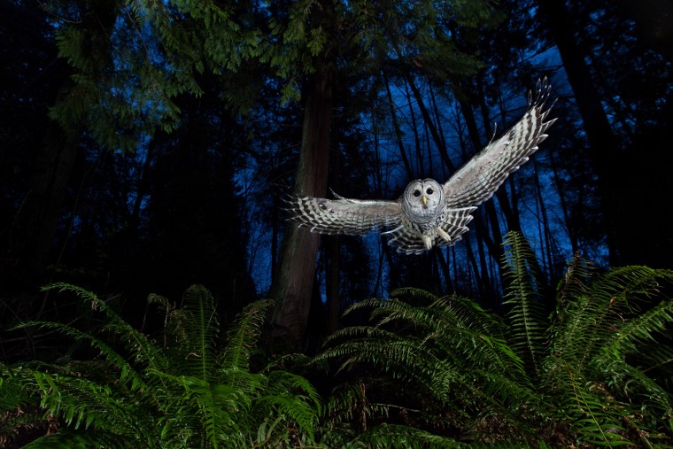 The flight path, Connor Stefanison (Canada)
Winner: The Eric Hosing Portfolio Award
Connor's photography draws on the wilderness skills he acquired over a childhood spent largely outdoors. This female barred owl had a territory near his home in Burnaby, British Columbia. He watched her for some time, familiarizing himself with her flight paths until he knew her well enough to set up the shot. \"I wanted to include the western red cedar and the sword ferns so typical of this Pacific coastal rainforest.\" Setting up his camera near one of the owl's favorite perches, linked to a remote and three off-camera flashes, he put a dead mouse on a platform above the camera and waited for the swoop that he knew would come. \"She grabbed the mouse, flew back to her perch and began calling to her mate. It is one of the most exciting calls to hear in the wild.\"