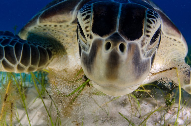 green turtle portrait feeding on sea grass in Cancun waters, Caribbean sea Mexico
