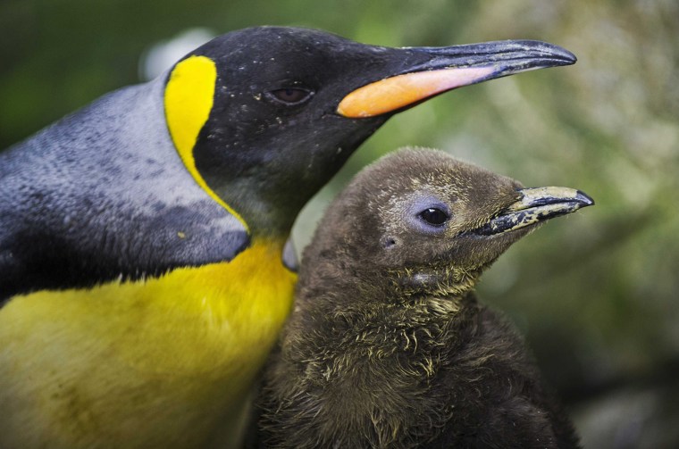 Image: Newborn King Penguins at Rotterdam zoo