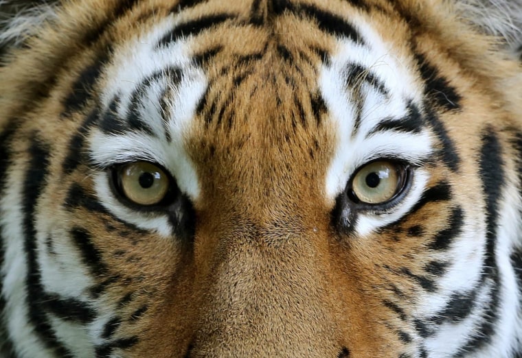 Image: Female tiger 'Ahimsa' at Duisburg Zoo