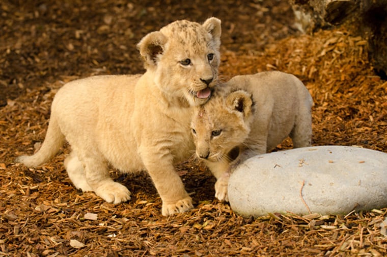 Six week old African lion cubs explore their new home at the Predators of the Serengeti exhibit, in partnership with Banfield Pet Hospital, at the Oregon Zoo . Whether dealing with a lion cub or pet kitten, the cat family offspring are born with natural instincts and curiosity that require special care from zoo keepers and pet owners alike. Â© Oregon Zoo/photo by Michael Durham.