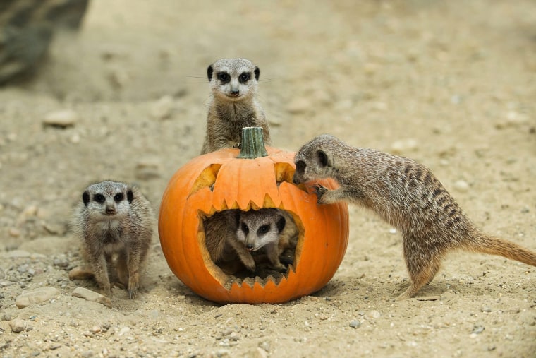 Image: Halloween in the animal garden