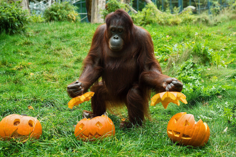 Image: Halloween in the animal garden