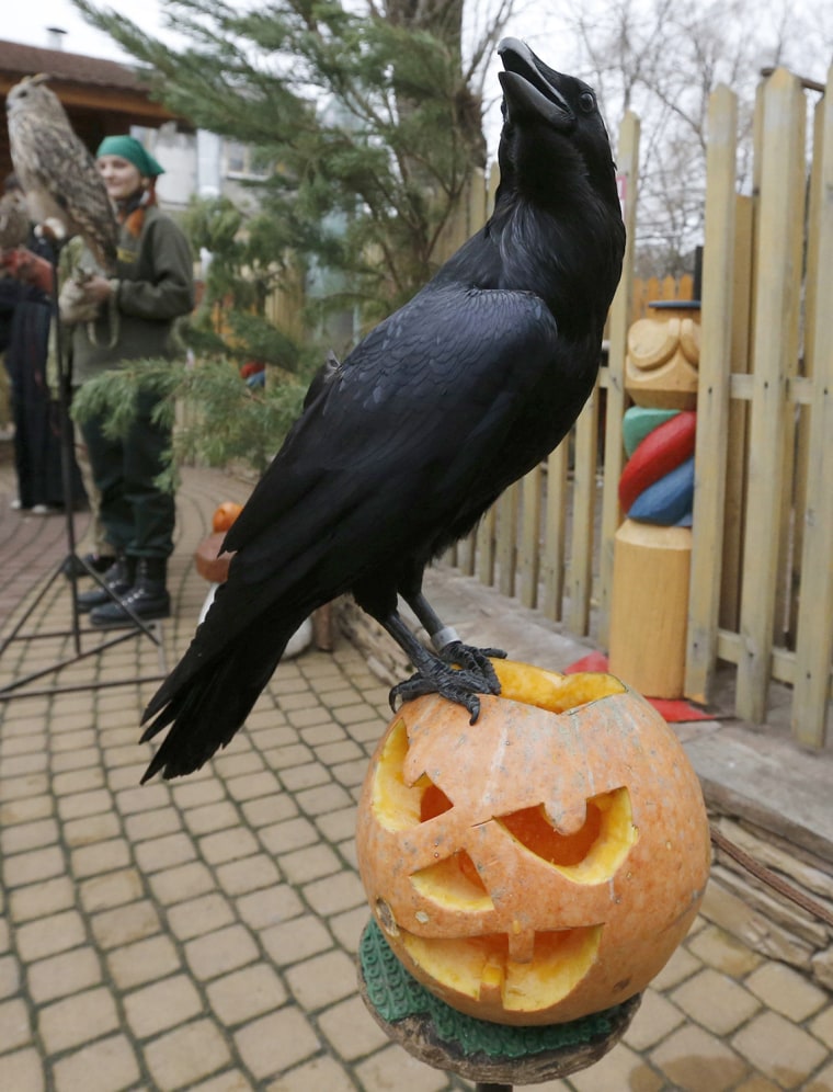 Image: A 7-year-old raven called Grisha sits on a carved pumpkin during a Halloween celebration at the zoo in St. Petersburg