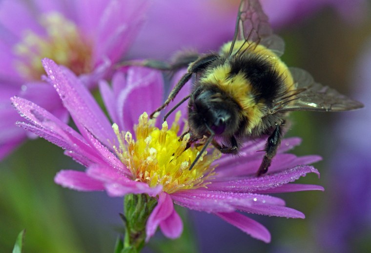 GERMANY-ANIMALS-WEATHER-BUMBLEBEE-FEATURE