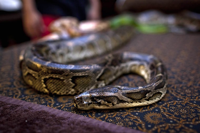 Reflexology Spa Uses Pythons To Massage Clients