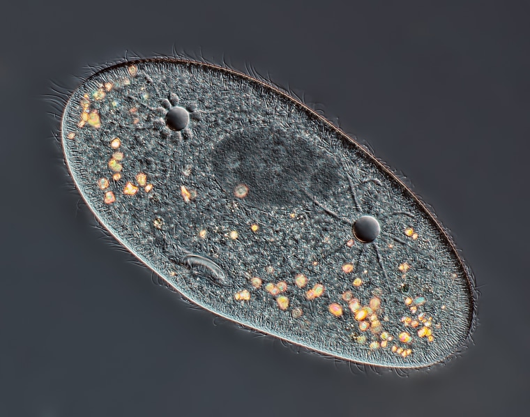 Mr. Rogelio Moreno Gill
Panama City, PanamÃ¡
Paramecium sp. showing the nucleus, mouth and water expulsion vacuoles
Differential Interference Contrast
40X
Paramecium showing macronucleus, water expulsion vacuolas and mounth.  Nikon TE-300, plan apo 20x/0.75 objective, DIC, flash, Canon T3i mounted on the front port of the TE-300.