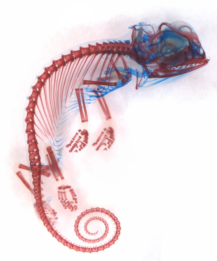 Miss Dorit Hockman
University of Cambridge
Cambridge, UK
Chamaeleo calyptratus (veiled chameleon), embryo showing cartilage (blue) and bone (red)
Brightfield