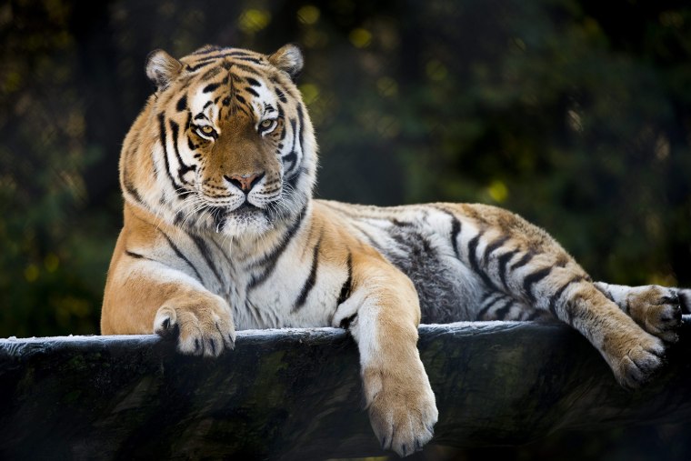 Image: A Siberian tiger in the zoo of Servion, Switzerland