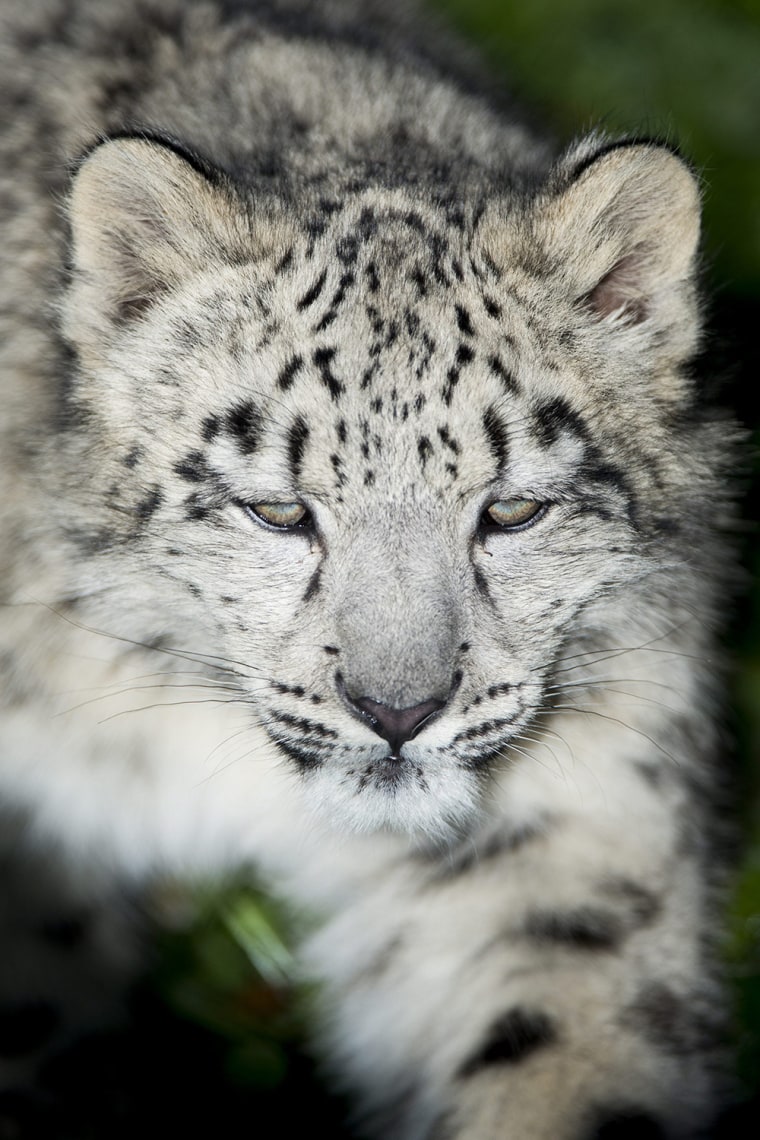 Image: A young snow panther in the zoo of Servion, Switzerland