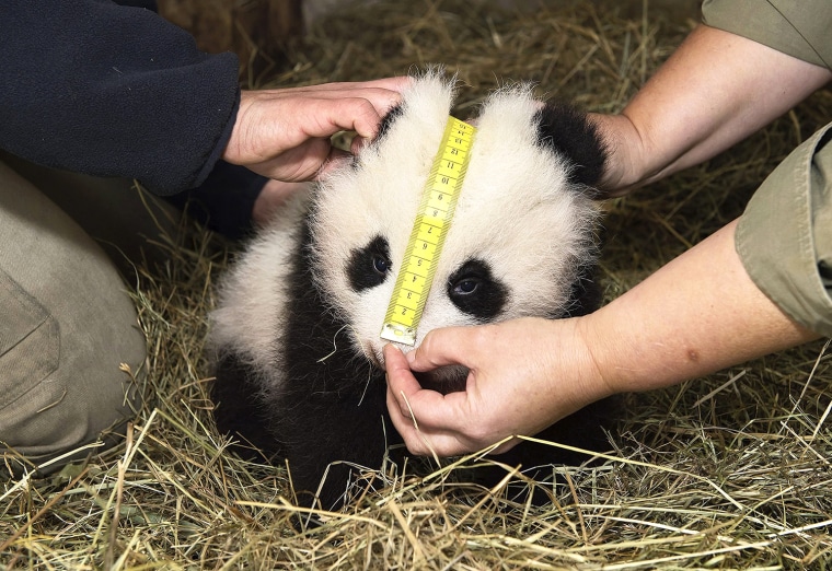 Image: Two-month old Panda at the Schoenbrunn Zoo in Vienna