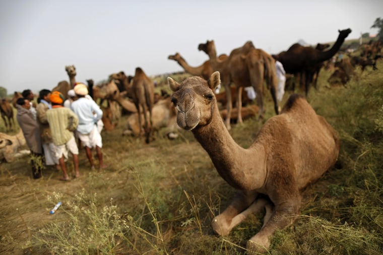 Image: Camel traders stand near a herd of camels at Pushkar Fair in the desert Indian state of Rajasthan