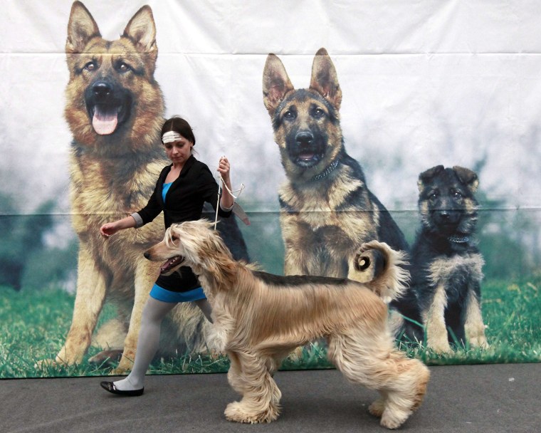 Image: An Afghan Hound takes part in a dog show during the ZooWorld festival of domestic animals in Krasnoyarsk